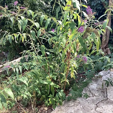 Numero 190 Rue Des Moulins Nid Douillet Au Coeur De La Haute Provence Vacheres Prázdninový dům